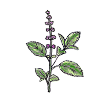 ホーリーバジル